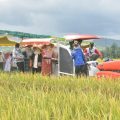 BPS: Maret 2022 Produksi Padi Melimpah, Harga Gabah dan Beras Turun