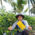 Stok Cabai di Kebumen dan Banjarnegara Jelang Ramadhan Aman