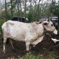 Kementan Pastikan Penyakit LSD pada Sapi Tidak Berbahaya Bagi Kesehatan Masyarakat