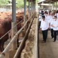 Menteri Pertanian Syahrul Yasin Limpo (SYL) melakukan kunjungan ke peternakan sapi PT. Tanjung Unggul Mandiri (TUM) di Tangerang, Rabu (02/03).