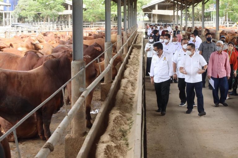 Menteri Pertanian Syahrul Yasin Limpo (SYL) melakukan kunjungan ke peternakan sapi PT. Tanjung Unggul Mandiri (TUM) di Tangerang, Rabu (02/03).