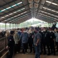 Pastikan Stok Sapi Siap Potong Cukup, Mentan Syahrul Minta Masyarakat Tidak Khawatir