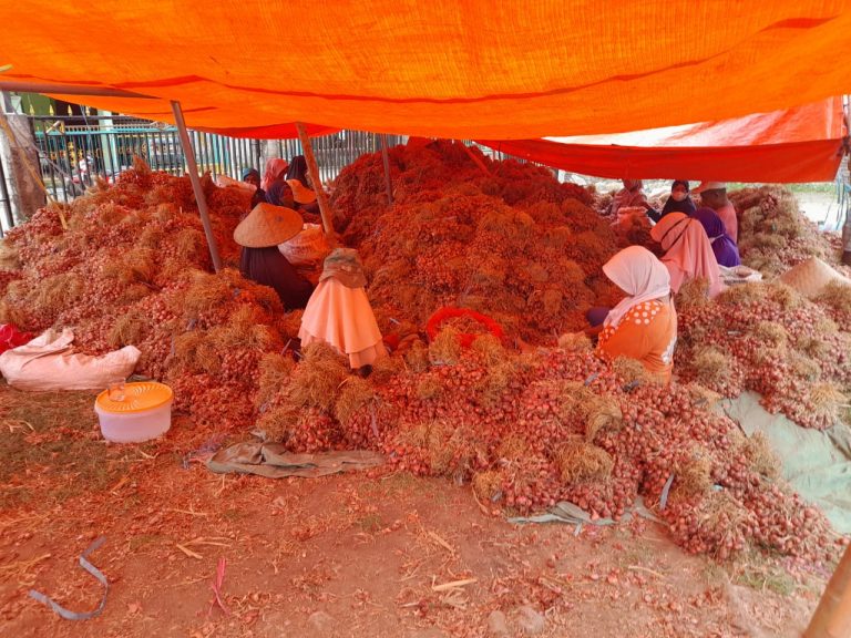 Bawang Merah