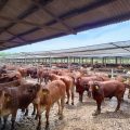 Jelang Lebaran, Ketersediaan Daging Sapi Cukup Penuhi Kebutuhan Masyarakat