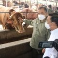 Peternak Jatim Pastikan Stok Aman