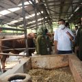 Direktur Jenderal Peternakan dan Kesehatan Hewan (Dirjen PKH), Nasrullah saat mengunjungi beberapa peternakan di Jawa Timur pada Kamis (10/3).