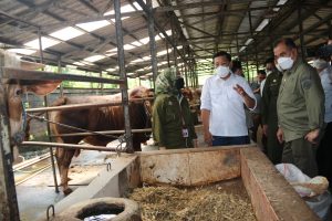 Direktur Jenderal Peternakan dan Kesehatan Hewan (Dirjen PKH), Nasrullah saat mengunjungi beberapa peternakan di Jawa Timur pada Kamis (10/3).