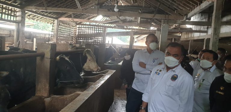 Direktur Jenderal Peternakan dan Kesehatan Hewan (Dirjen PKH), Nasrullah melakukan kunjungan ke peternakan yang berada di Boyolali Jawa Tengah pada hari Jumat (11/3).