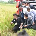 KTNA Apresiasi Keberhasilan Petani Indonesia Tingkatkan Produktivitas Padi