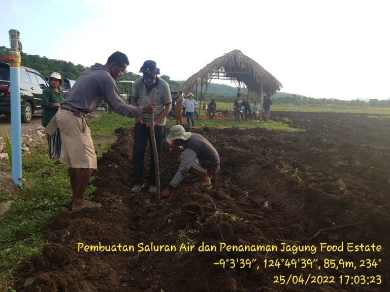Food Estate jagung di Belu yang dicanangkan Presiden