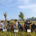 Libur Tetap Produktif, Kementan Pantau Panen Padi dan Tanam Kedelai di Kulon Progo