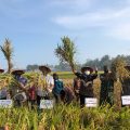 Data BPS: Sektor Pertanian Serap Lapangan Kerja Tertinggi di Tahun 2022