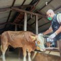 Kementan Lakukan Pengawasan dan Mitigasi Terhadap Hewan Kurban