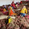 Kementan pantau ketersediaan pasokan umbi bawang merah untuk konsumsi dan benih pasca Idul Fitri 143...