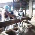 Mentan Bergerak Cepat Cegah PMK di Jawa Tengah