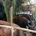 Kementan Pastikan Kembali, Ketersediaan Hewan Ternak Aman
