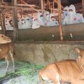 Antisipasi Penyebaran PMK, Kementan Himbau Peternak Ikuti Langkah Pencegahan