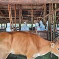 Komisi IV Apresiasi Langkah Cepat Kementan Tangani Wabah PMK