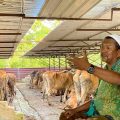 Ramuan Jamu dan Doa Peternak Madura Perkuat Imun Sapi dari PMK