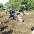 Kementan Tanam Jagung Perdana di Wilayah Khusus Kabupaten Karawang