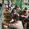 Jelang Idul Adha, Kementan Pastikan Semua Ternak Sapi NTT Sehat