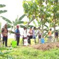 Tangkal Serangan Hama Penyakit, Kementan Lakukan Gerdal Dengan Agensia Hayati Ramah Lingkungan dan B...