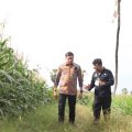 Mentan Tinjau Perkembangan Jagung Dua Tongkol di Kabupaten Gowa