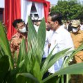Tindak Lanjuti Arahan Presiden, Mentan SYL Targetkan Produksi 1 Juta Benih Kelapa