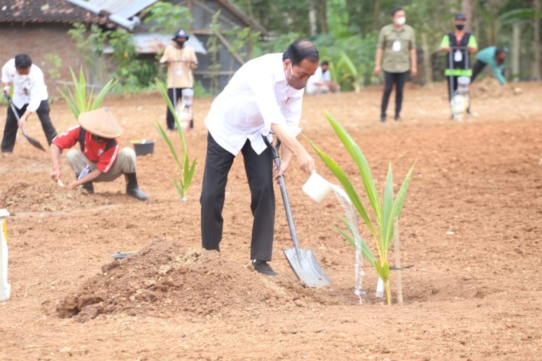 Presiden Jokowi pada pencanangan penanaman kelapa genjah di Desa Sanggang, Kecamatan Bulu, Sukorharjo, Kamis (11/8/2022).