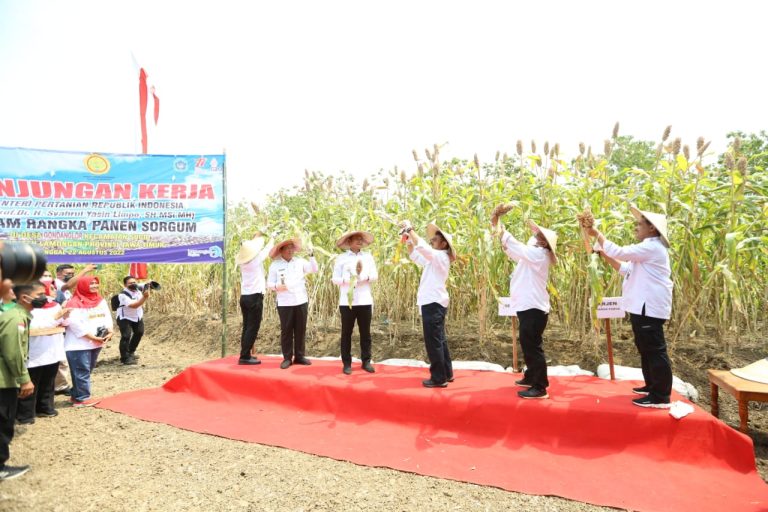 Menteri Pertanian Syahrul Yasin Limpo (Mentan SYL) bersama Bupati Lamongan, Yuhronur Efendi melakukan panen sorgum di Kecamatan Sugio, Kabupaten Lamongan, Jawa Timur, Senin (22/8/2022).
