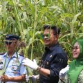 Panen Sorgum di Jombang, Mentan SYL Ajak Mengakselerasi Ketahanan Pangan Nasional