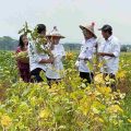 Kementan : Indonesia Kaya dengan Pangan Lokal Alternatif Hadapi Krisis Pangan