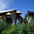 Menteri Pertanian Panen Perdana Cabai Hasil Integrated Farming Petani Milenial Lampung