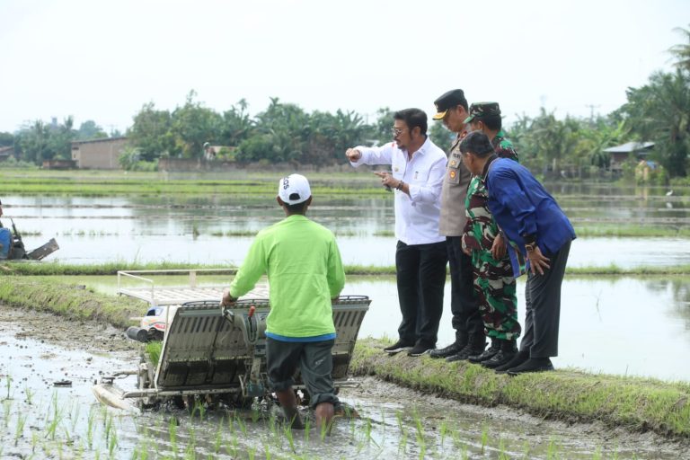 saat menanam padi di Desa Beringin Kecamatan Bringin, Kabupaten Deli Serdang, Sabtu, 22 Oktober 2022.
