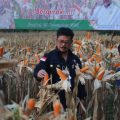 Ini Sederet Kinerja Pertanian Sebagai Bantalan Ekonomi Nasional