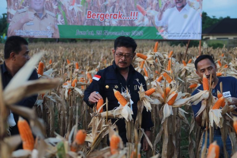 Menteri Pertanian Syahrul Yasin Limpo (Mentan SYL) menggelar panen jagung di kawasan Instalasi Penelitian dan Pengkajian Teknologi Pertanian (IP2TP) Banjarbaru Selatan, Kalimantan Selatan.
