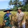 NTP Desember 2022 Meningkat, Kenaikan Harga Gabah Berdampak Terhadap Kesejahteraan Petani