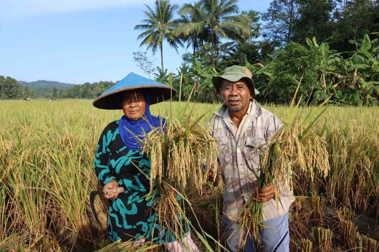 Petani Padi