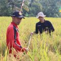 Produksi Beras Capai 5,59 Juta Ton, Jatim Siap Penuhi Kebutuhan Saat Nataru