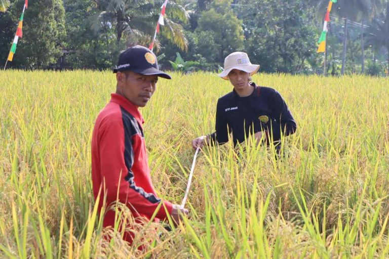 Petani Padi