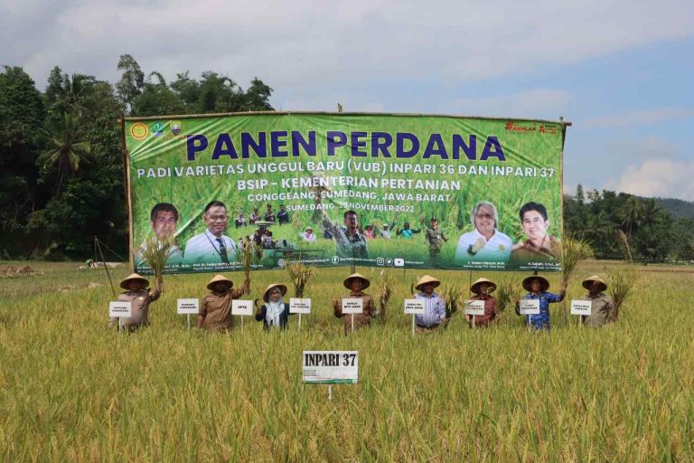 Petani Padi