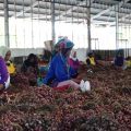 Tahun Baru 2023 Aman, Pasokan Cabai dan Bawang Merah Terus Menggelontor