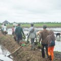 KTNA Sodorkan Data Riil Food Estate Padi Kalteng