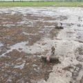Perlu Sinergi Membangun Food Estate
