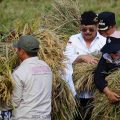 BPS: Panen Padi Kabupaten Bekasi Meningkat 3 Persen, Sangga Jabar dan DKI Jakarta