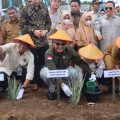 Genjot Ekspor Nasional, Wamentan Resmikan Kawasan Budidaya Nanas Prabumulih