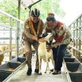 Mentan SYL Dorong Produksi Kambing dan Domba Kulon Progo Banjiri Kebutuhan Nasional
