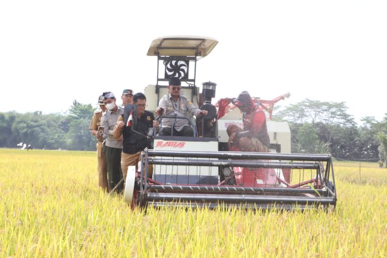 Menteri Pertanian Syahrul Yasin Limpo melakukan kegiatan panen raya padi perdana 2023 di Kabupaten Bogor.
