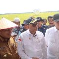 Wakil Menteri Pertanian (Wamentan), Harvick Hasnul Qolbi (tengah) saat panen raya padi di Kabupaten Aceh Barat bersama Pj Gubernur Aceh, Achmad Marzuki, Selasa (22/11/2022). Foto: istimewa