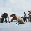 Mentan SYL Kick Off Kawasan Pertanian Terpadu Samosir, Sumut